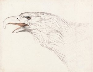 Cabeza de un águila, mirando a la izquierda de Unbekannt Unbekannt